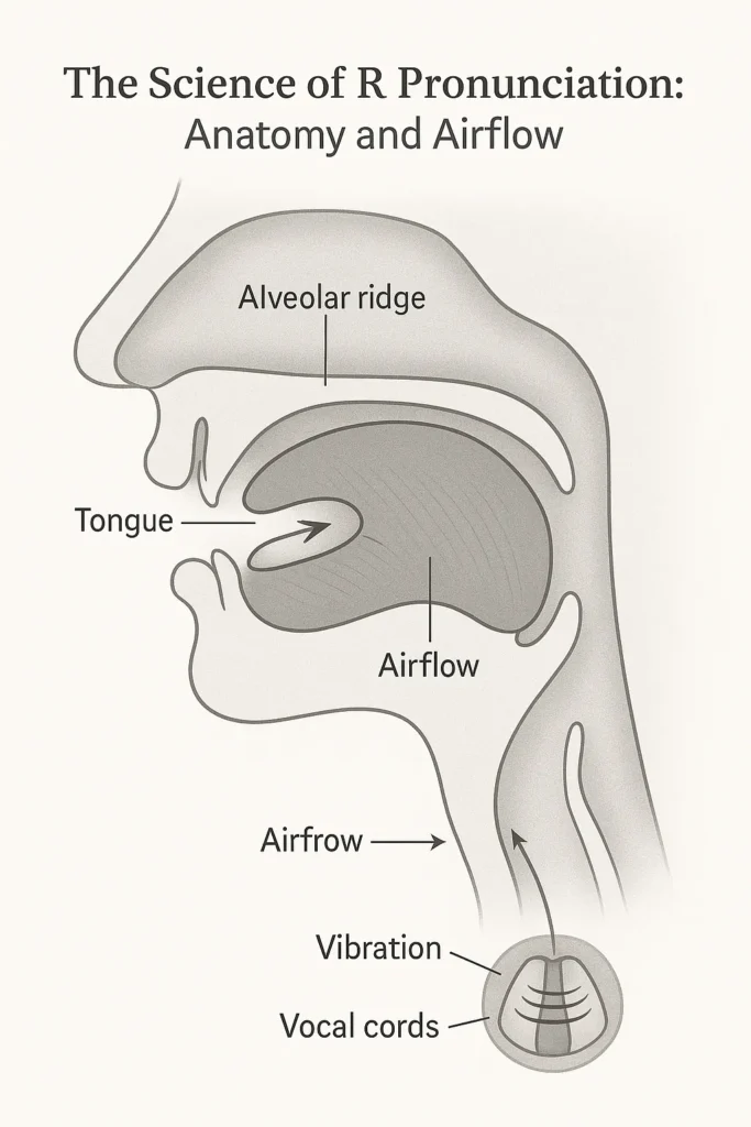 The Science of R Pronunciation: Anatomy and Airflow Phonetic diagram of mouth producing English R sound with tongue position and airflow